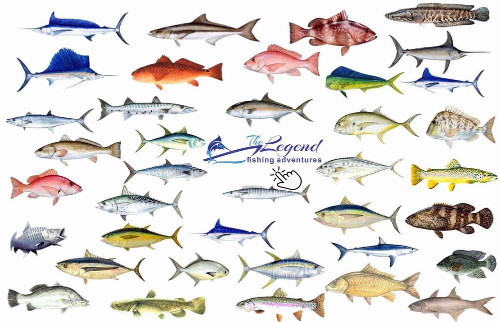 The Legend Fishing Adventures  - Florida Recreational Saltwater Fishing Regulations