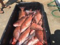 The Legend Fishing Adventures  120 