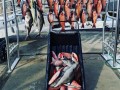 The Legend Fishing Adventures  8 