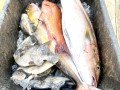 IMG 4584